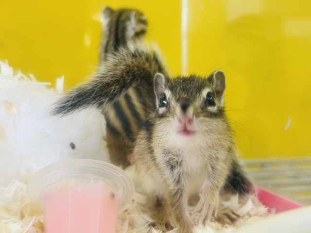 シマリス（ノーマル）