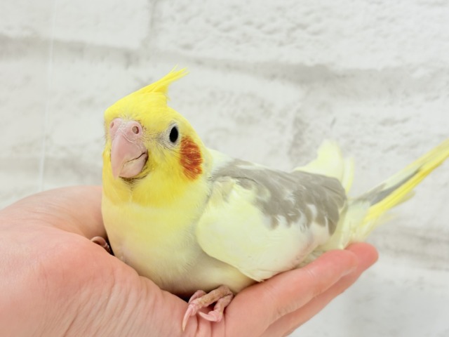 オカメインコ