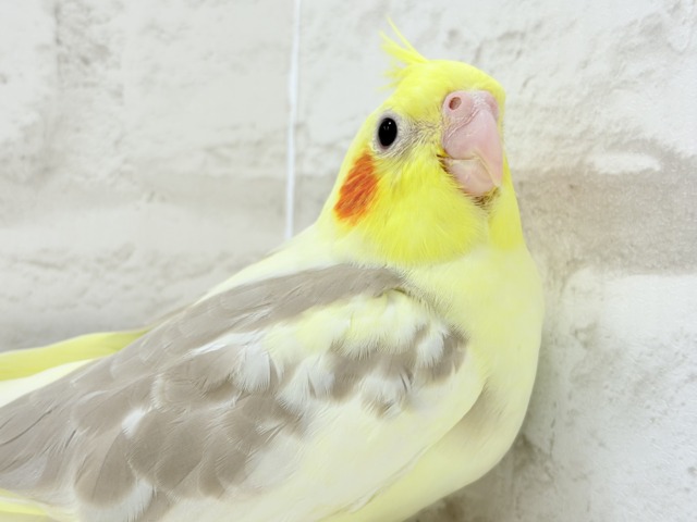 オカメインコ