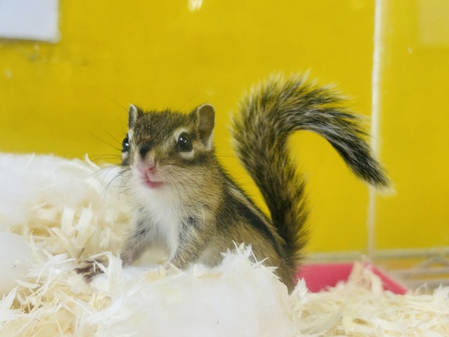 シマリス（ノーマル）