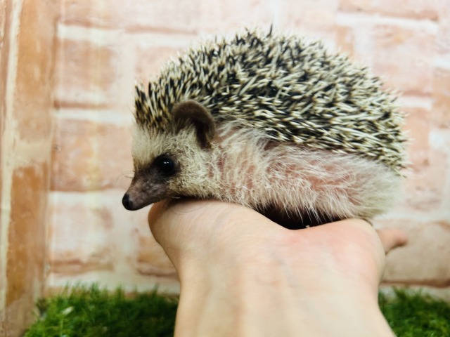 ヨツユビハリネズミ