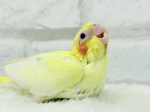 オカメインコ