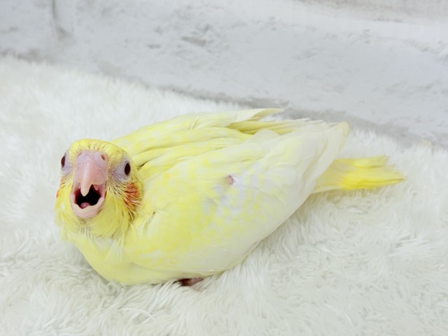 オカメインコ