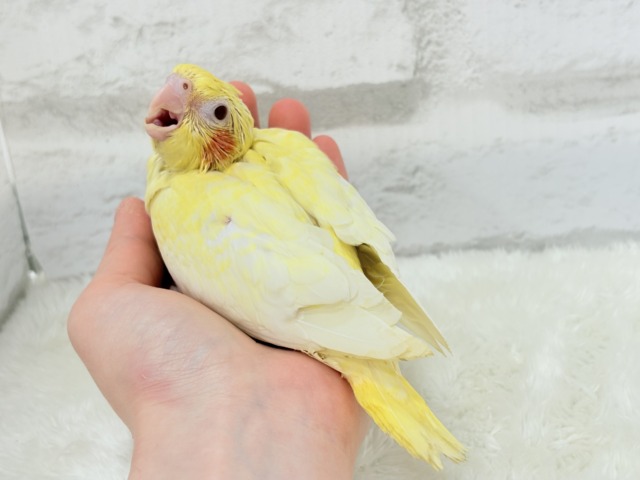 オカメインコ
