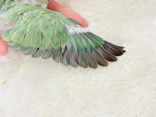 コザクラインコ（小桜インコ）