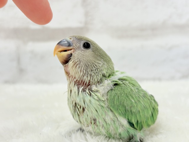 コザクラインコ（小桜インコ）