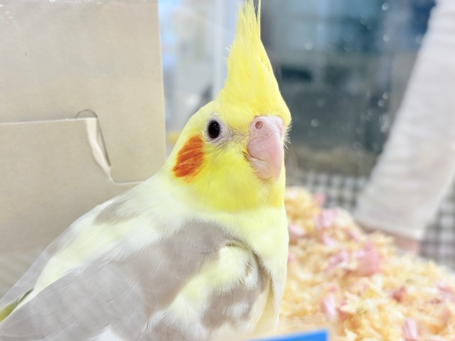 オカメインコ