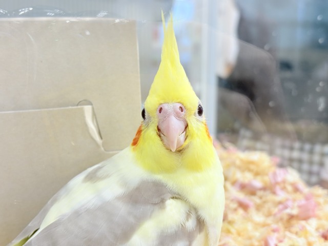 オカメインコ