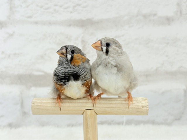 ジャンボキンカチョウ