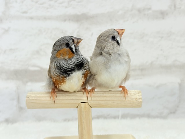 ジャンボキンカチョウ