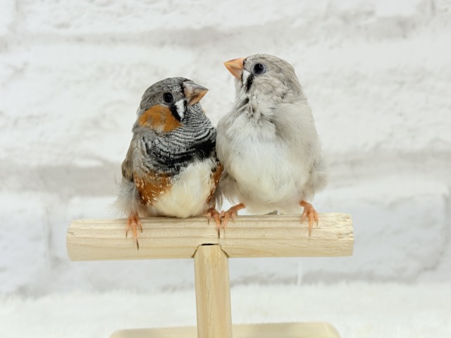 ジャンボキンカチョウ