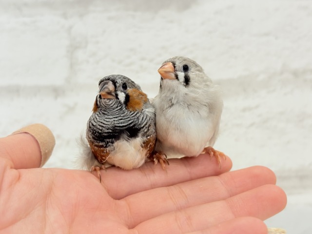 ジャンボキンカチョウ