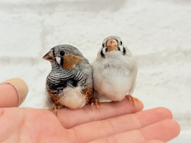 ジャンボキンカチョウ