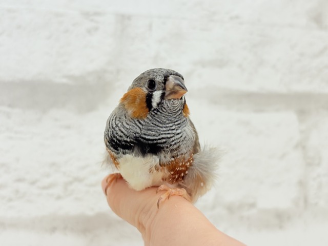 ジャンボキンカチョウ