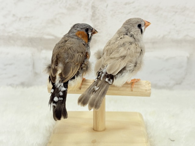 ジャンボキンカチョウ