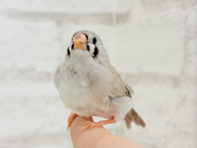 ジャンボキンカチョウ