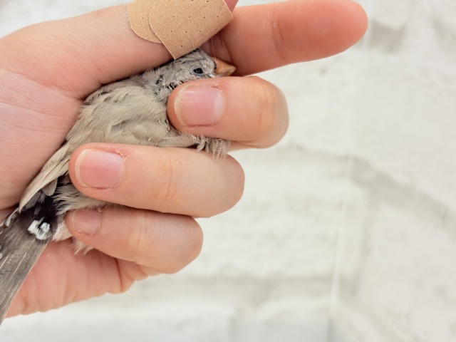 ジャンボキンカチョウ