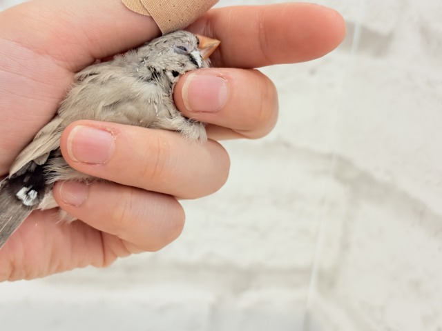 ジャンボキンカチョウ