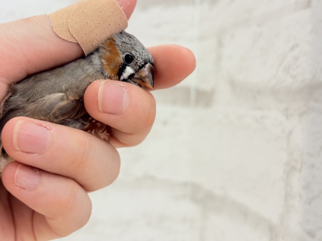 ジャンボキンカチョウ