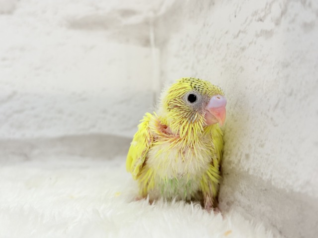 セキセイインコ