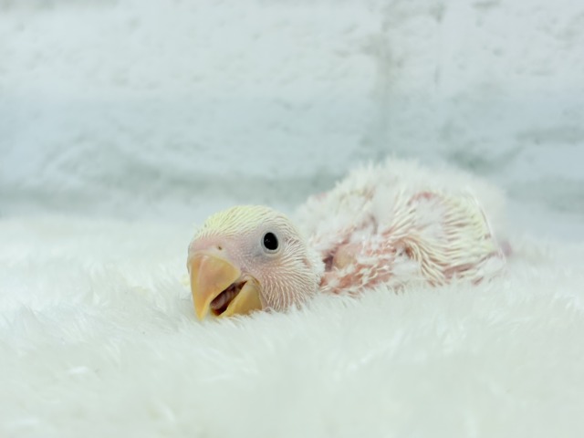 コザクラインコ（小桜インコ）