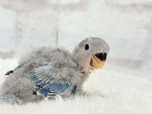 コザクラインコ（小桜インコ）