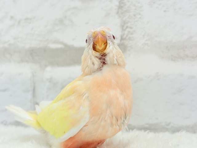 アキクサインコ（秋草インコ）