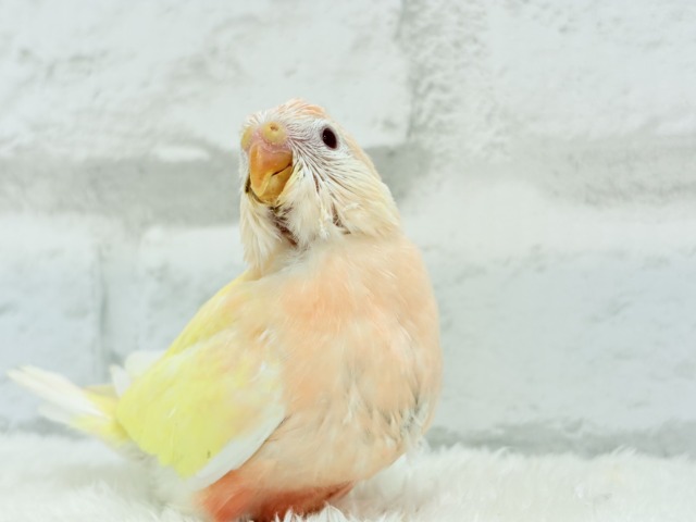 アキクサインコ（秋草インコ）