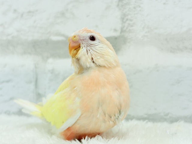アキクサインコ（秋草インコ）