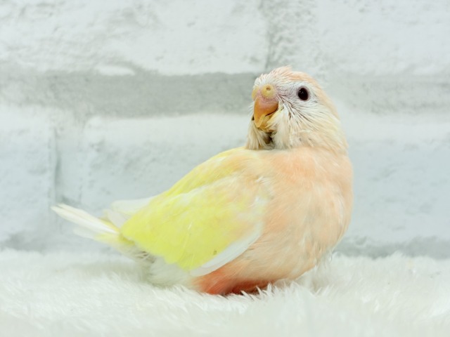 アキクサインコ（秋草インコ）