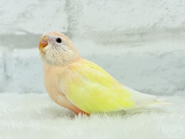 アキクサインコ（秋草インコ）