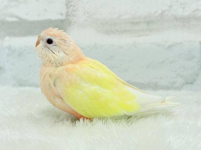 アキクサインコ（秋草インコ）
