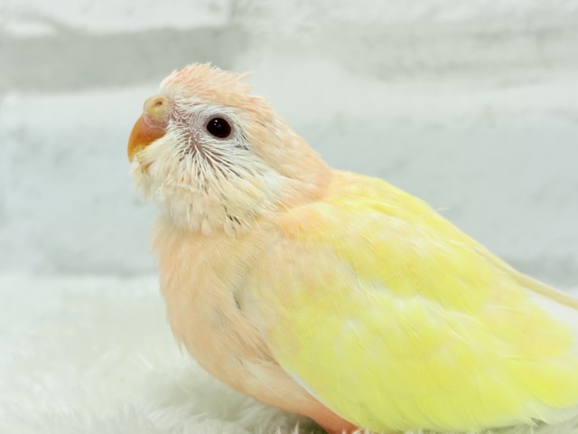 アキクサインコ（秋草インコ）