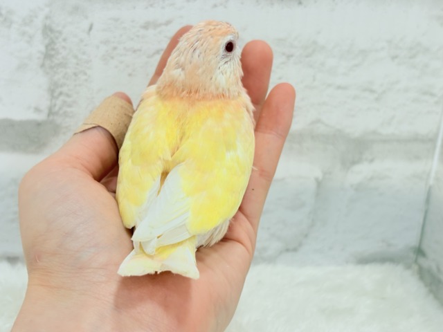 アキクサインコ（秋草インコ）