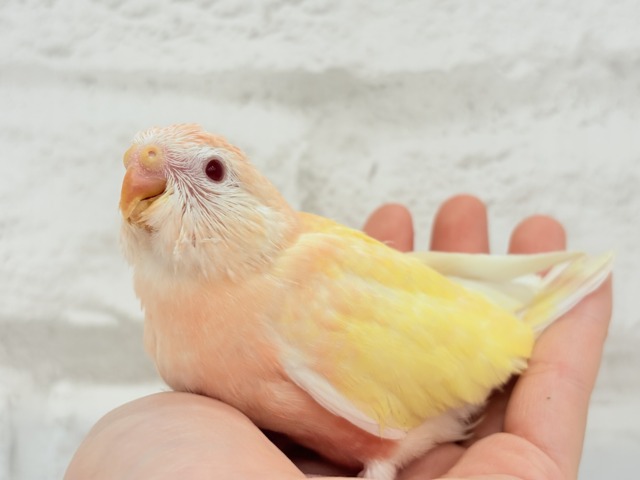 アキクサインコ（秋草インコ）