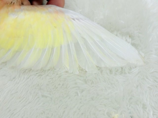 アキクサインコ（秋草インコ）