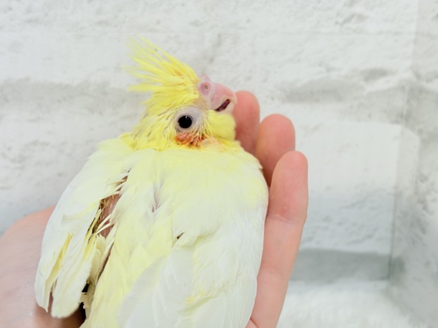 オカメインコ
