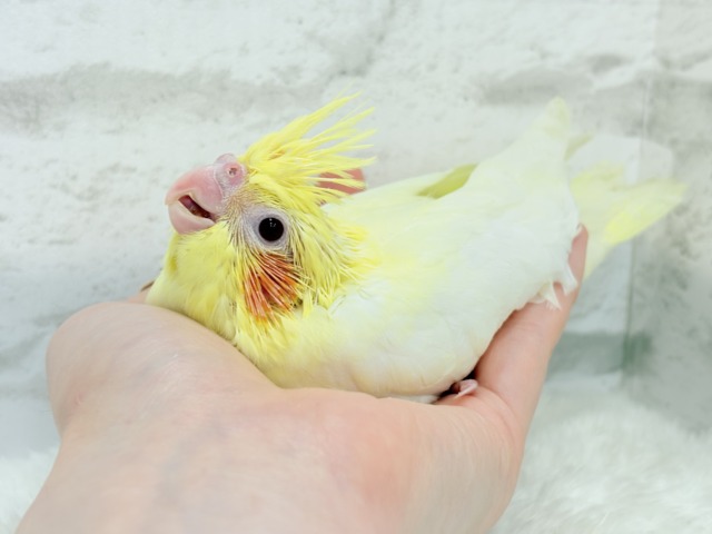 オカメインコ