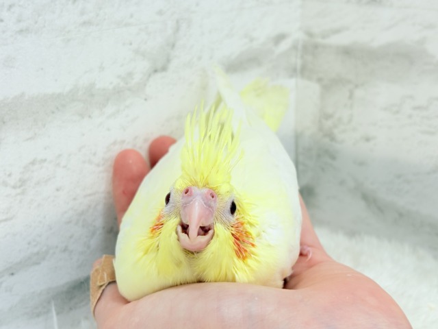 オカメインコ