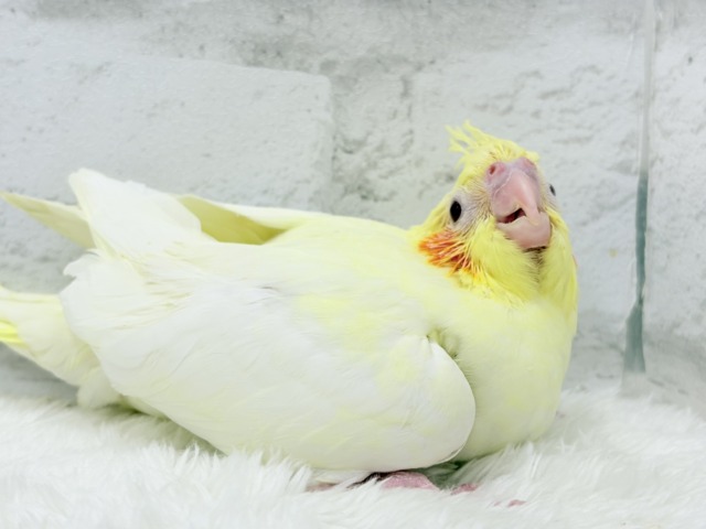 オカメインコ