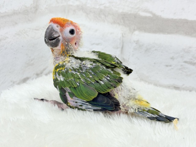 コガネメキシコインコ