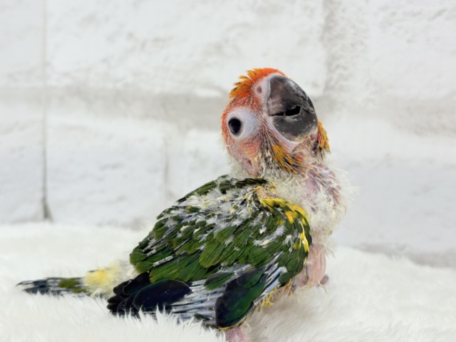コガネメキシコインコ
