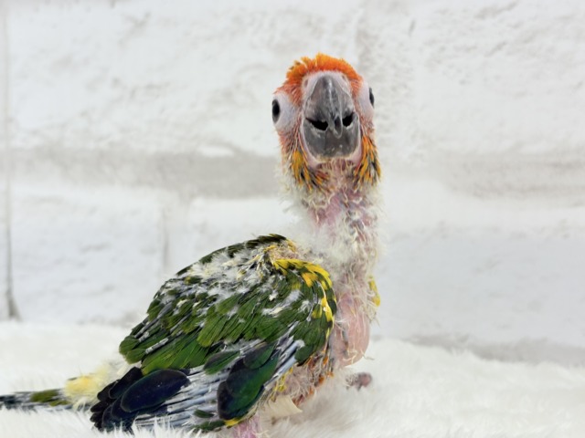 コガネメキシコインコ