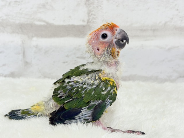 コガネメキシコインコ