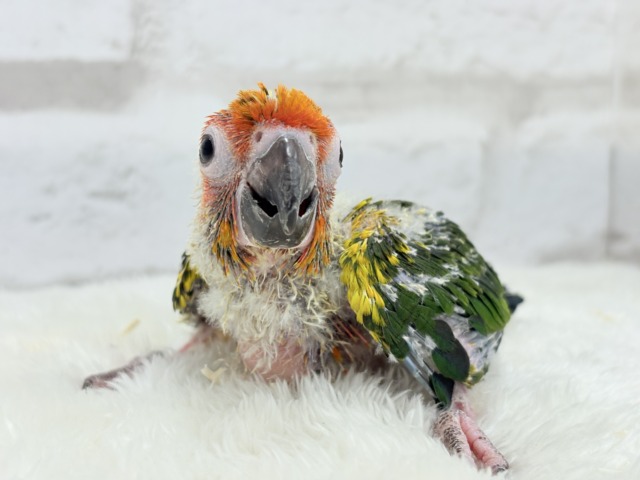 コガネメキシコインコ