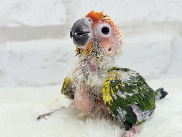 コガネメキシコインコ