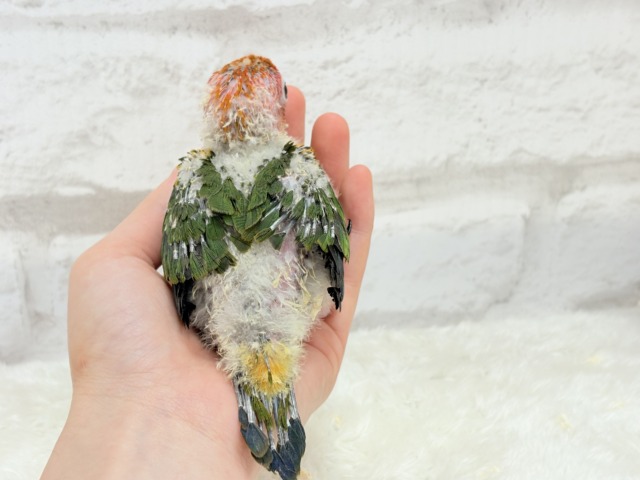 コガネメキシコインコ