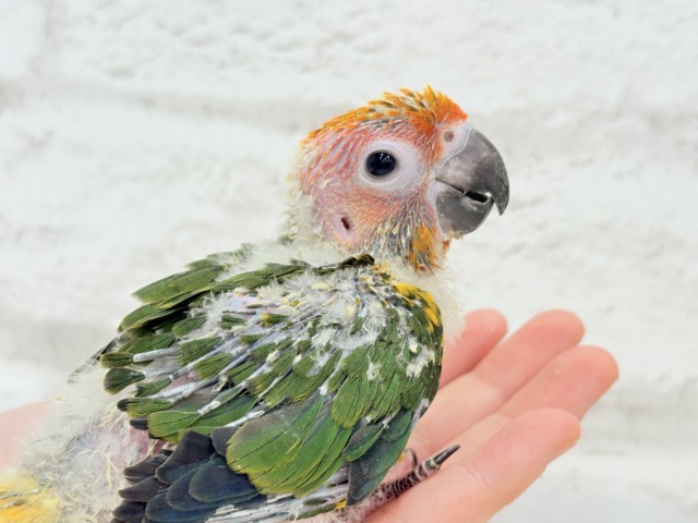 コガネメキシコインコ