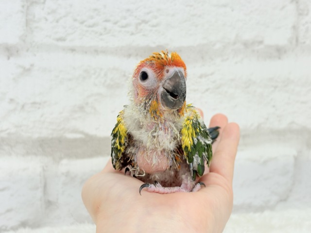 コガネメキシコインコ