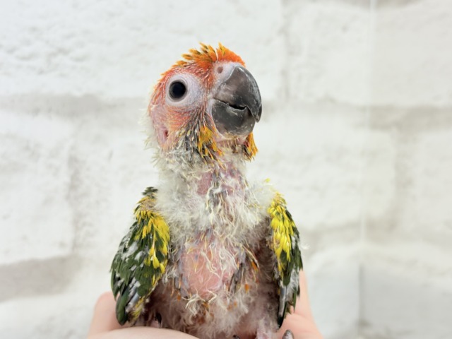コガネメキシコインコ